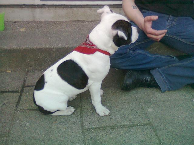 Rohan ook een pup v…